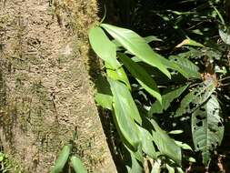 Image de Rhaphidophora australasica F. M. Bailey