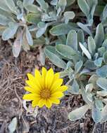 Image of Gazania rigens var. leucolaena (DC.) Rössl.