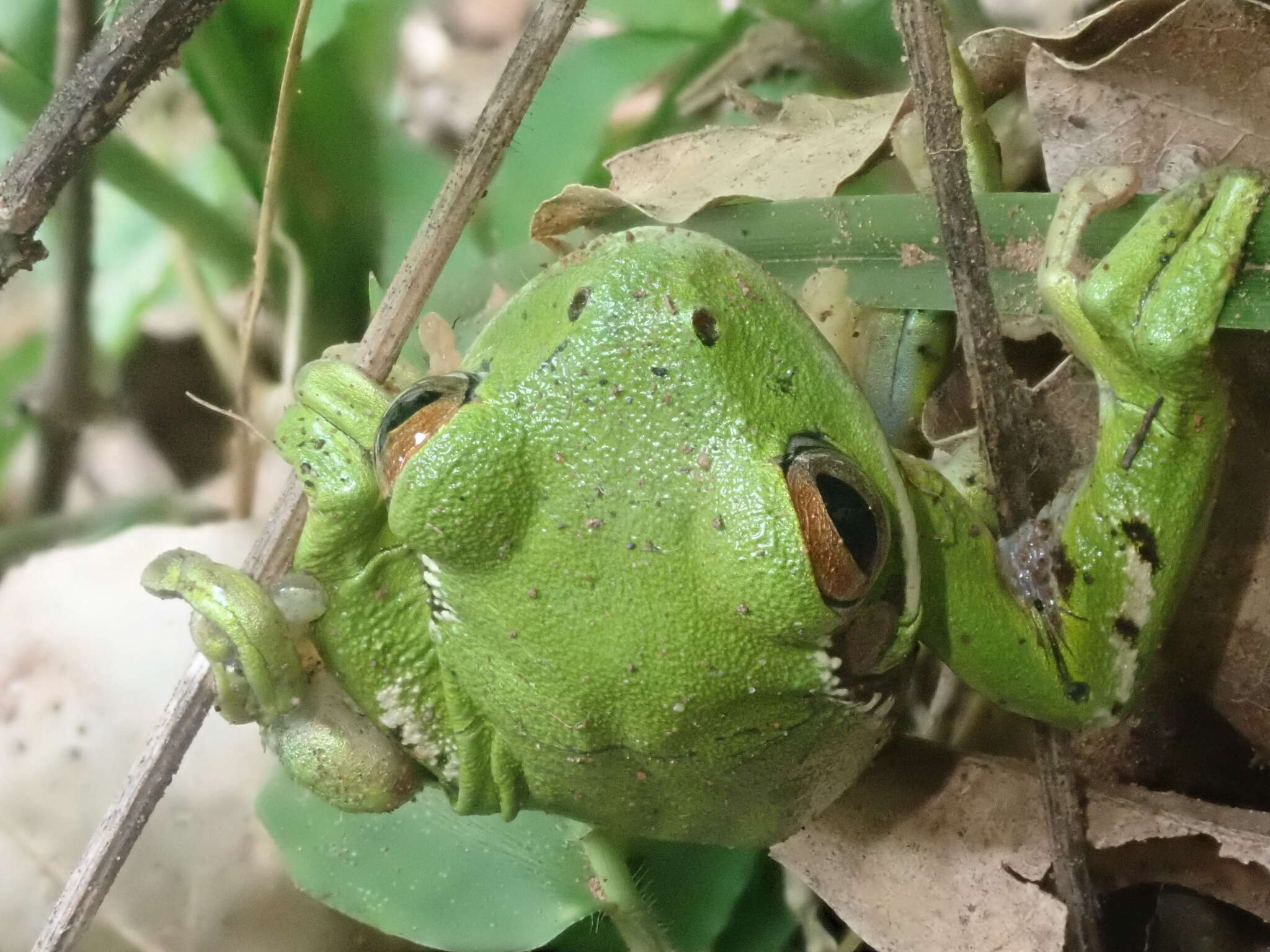 Image of Boana riojana (Koslowsky 1895)