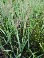 Calamagrostis pickeringii A. Gray的圖片