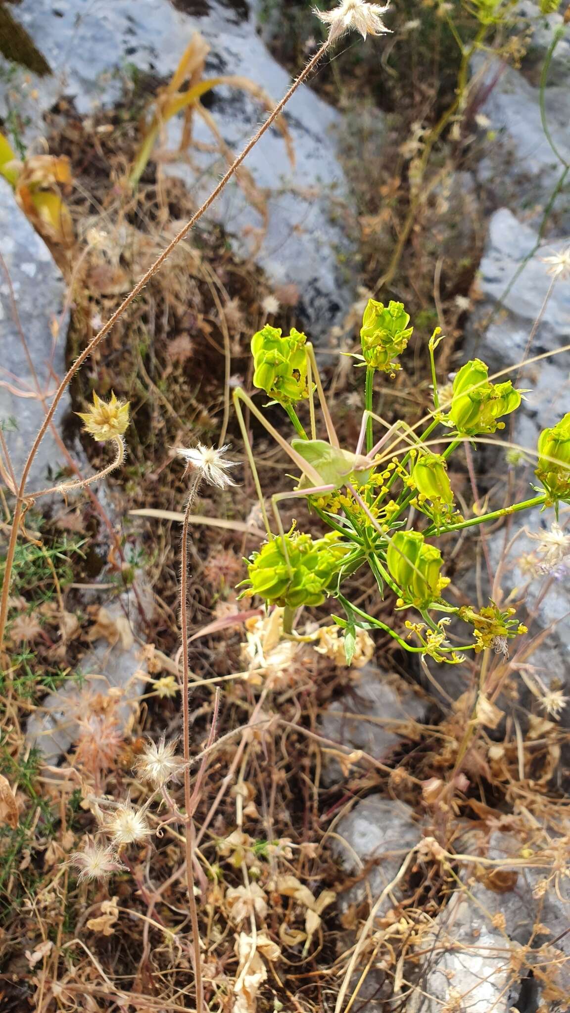 Image of Heptaptera colladonioides Margot & Reuter