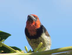 صورة Batis capensis hollidayi Clancey 1952