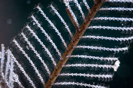 Image of Delicate white stinging hydroids