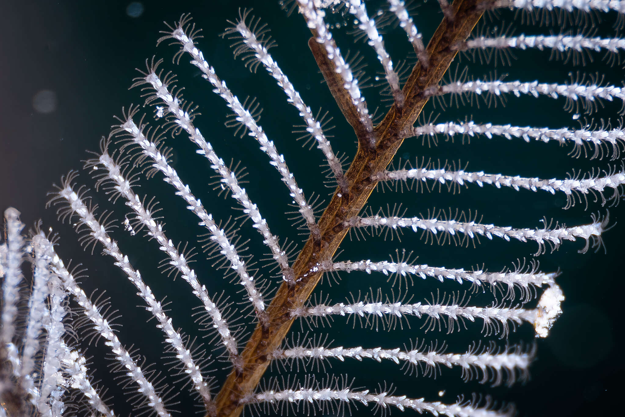 Image of Delicate white stinging hydroids