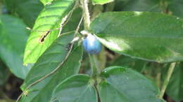 Image of Lasianthus attenuatus var. attenuatus