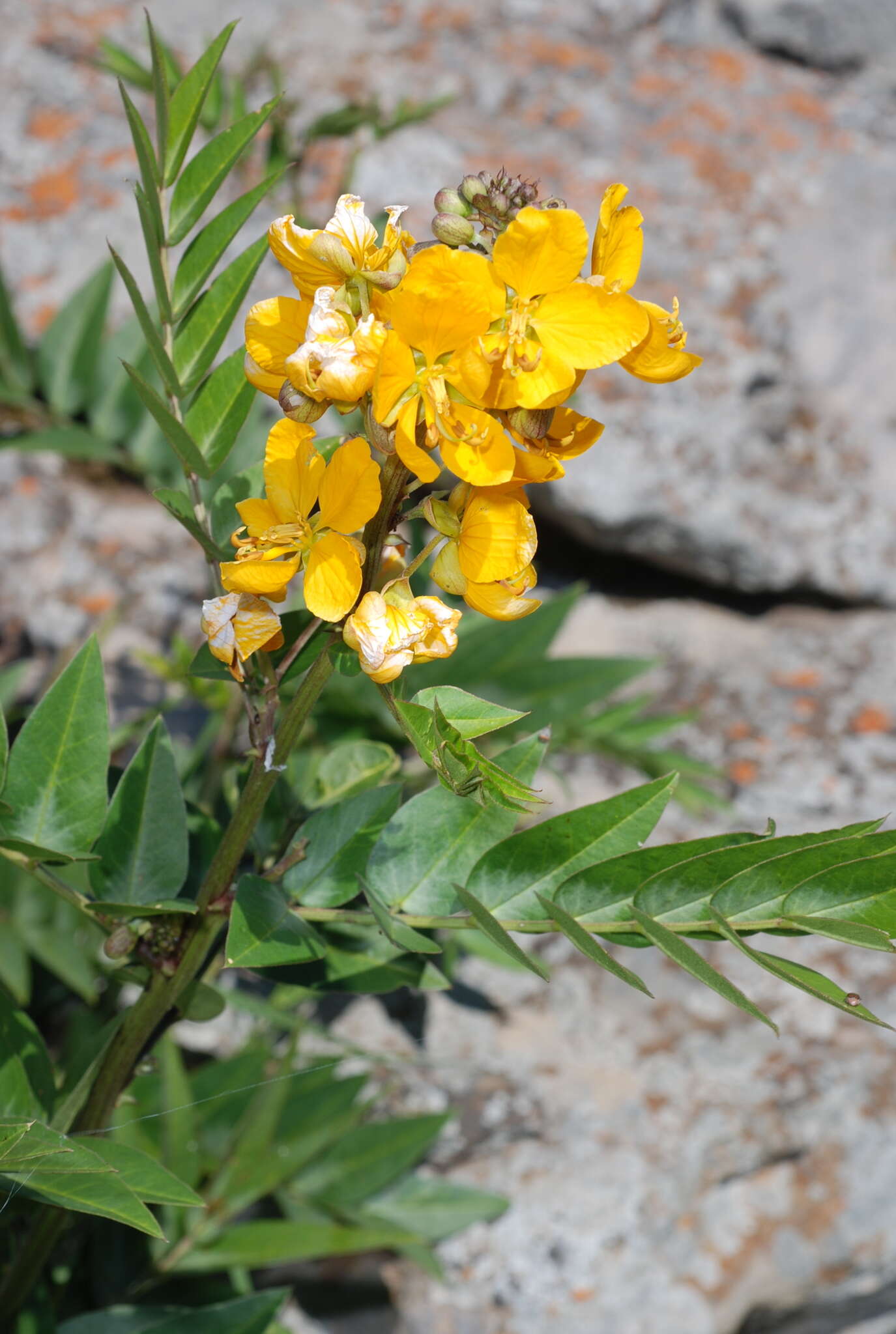 Senna scabriuscula (Vogel) H. S. Irwin & Barneby resmi