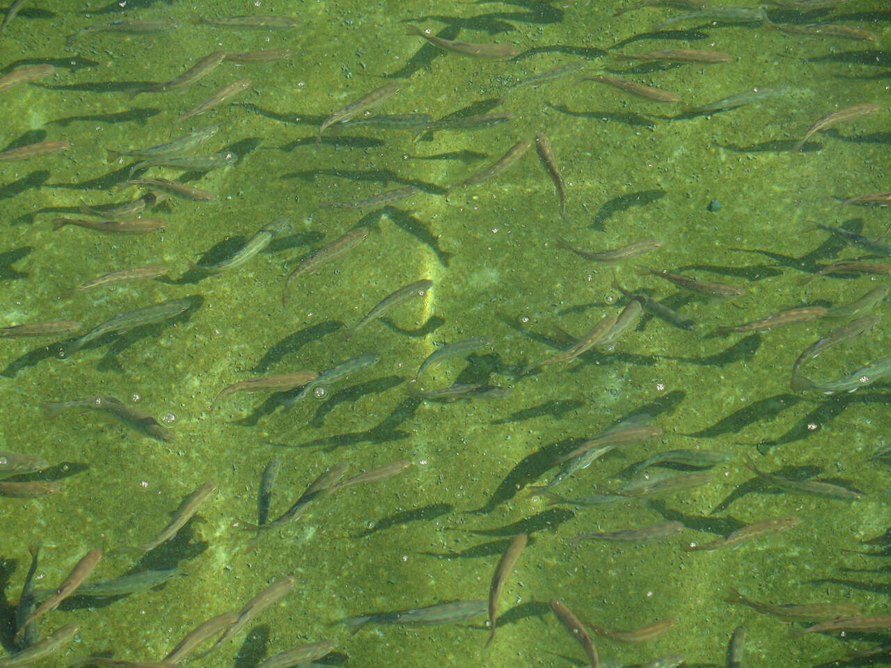 Image of Rainbow Trout