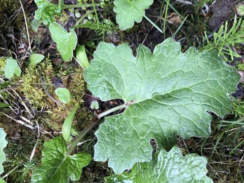 Petasites frigidus var. vitifolius (Greene) D. M. Cherniawsky的圖片