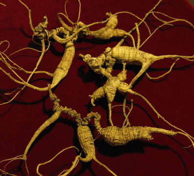 Image de Ginseng américain