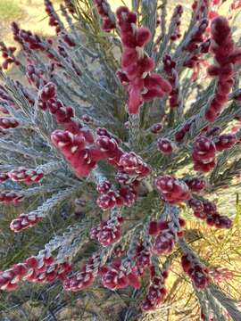 Image of Hemiphora elderi (F. Muell.) F. Muell.