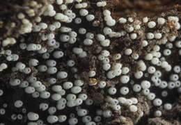 Image of Henningsomyces puber (Romell ex W. B. Cooke) D. A. Reid 1964