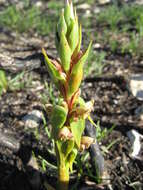 Image of Satyrium lupulinum Lindl.