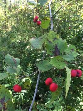 Crataegus holmesiana Ashe resmi