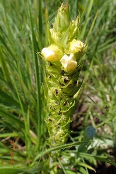 Image of Alectra sessiliflora (Vahl) Kuntze