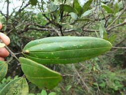 Imagem de Cinnamomum sulphuratum Nees