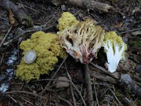 Image of Ramaria sanguinea (Pers.) Quél. 1888