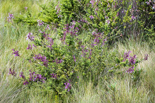 Image de Syncolostemon rotundifolius E. Mey. ex Benth.