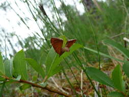 Image of Chevron Moth