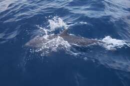 Image of Atlantic Spotted Dolphin