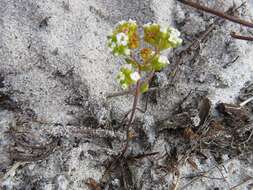 Crassula filiformis (Eckl. & Zeyh.) Dietr. resmi