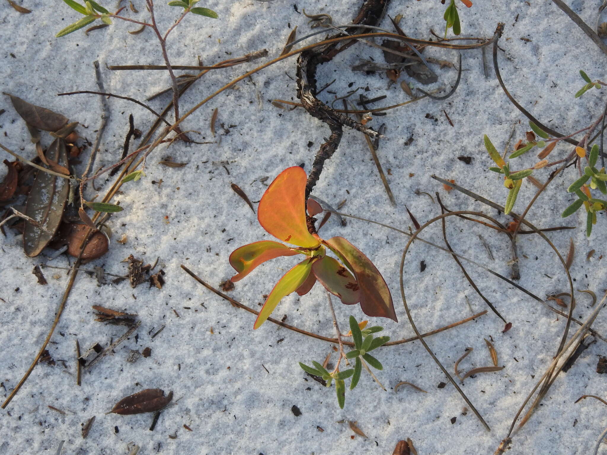 Image de Polygonella macrophylla Small