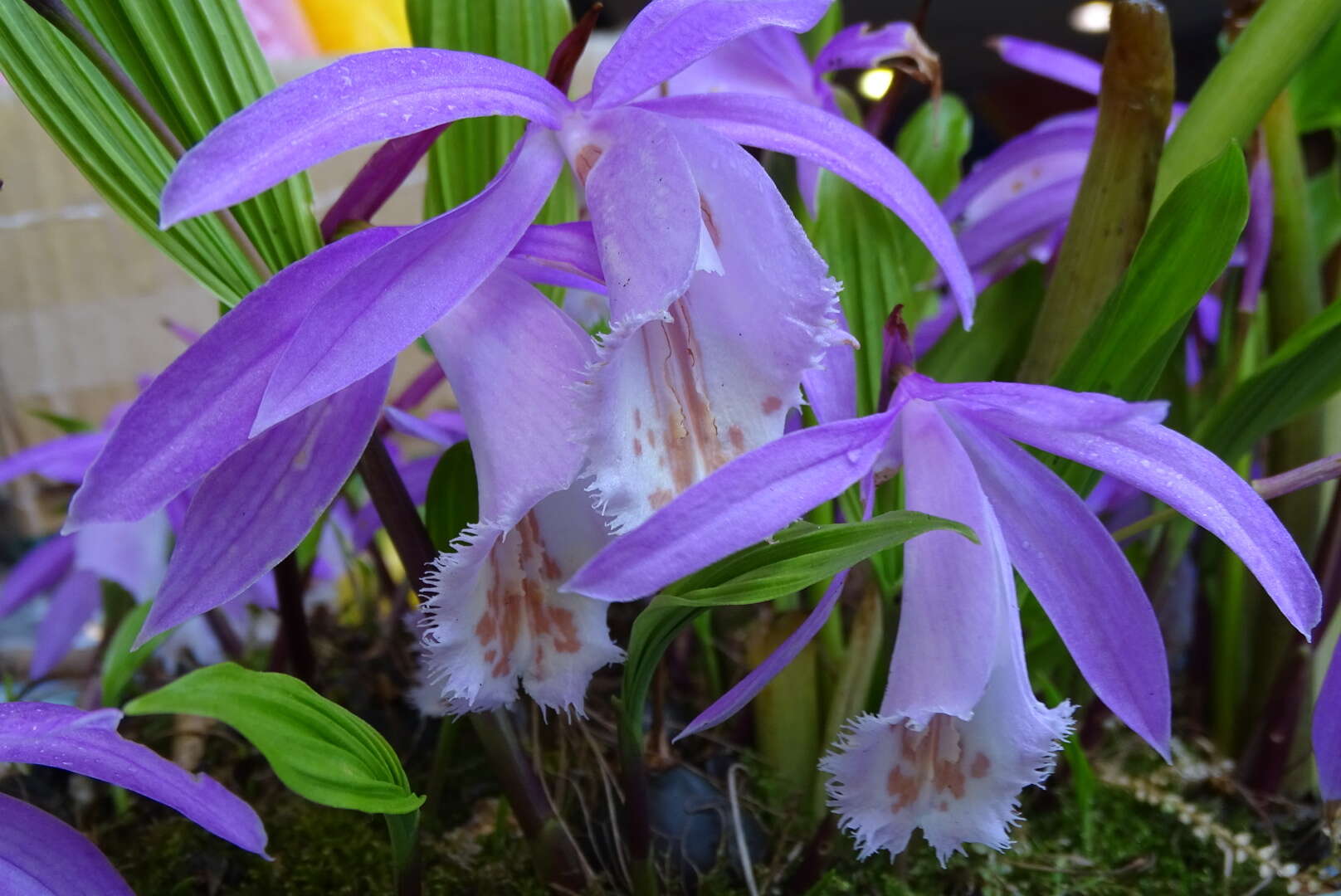 Pleione formosana Hayata resmi