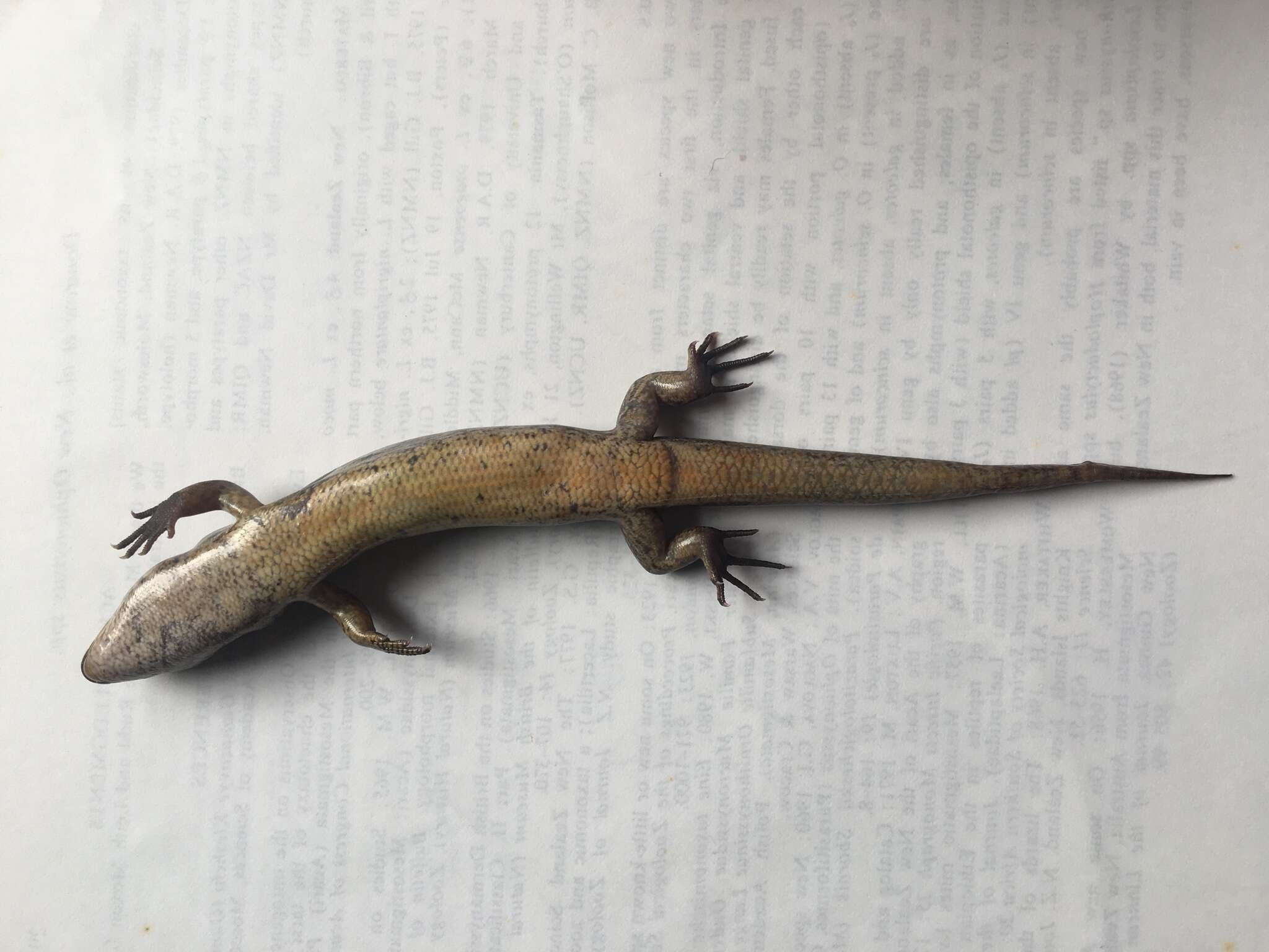 Image of MacGregor's New Zealand Skink