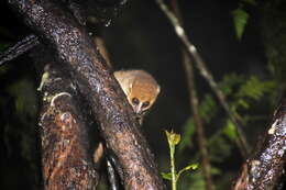 Image of Brown Mouse Lemur