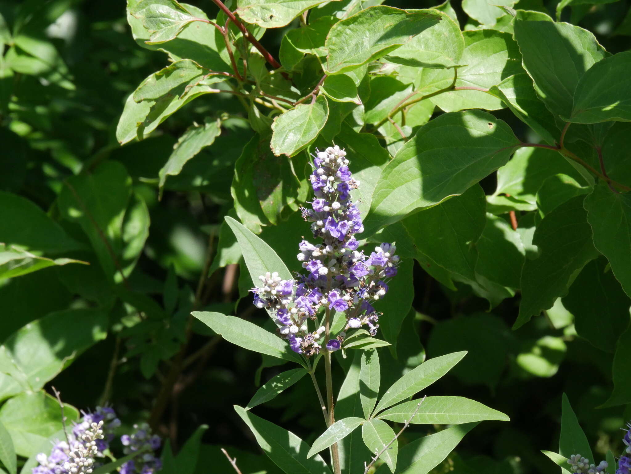 Image of Chaste Tree