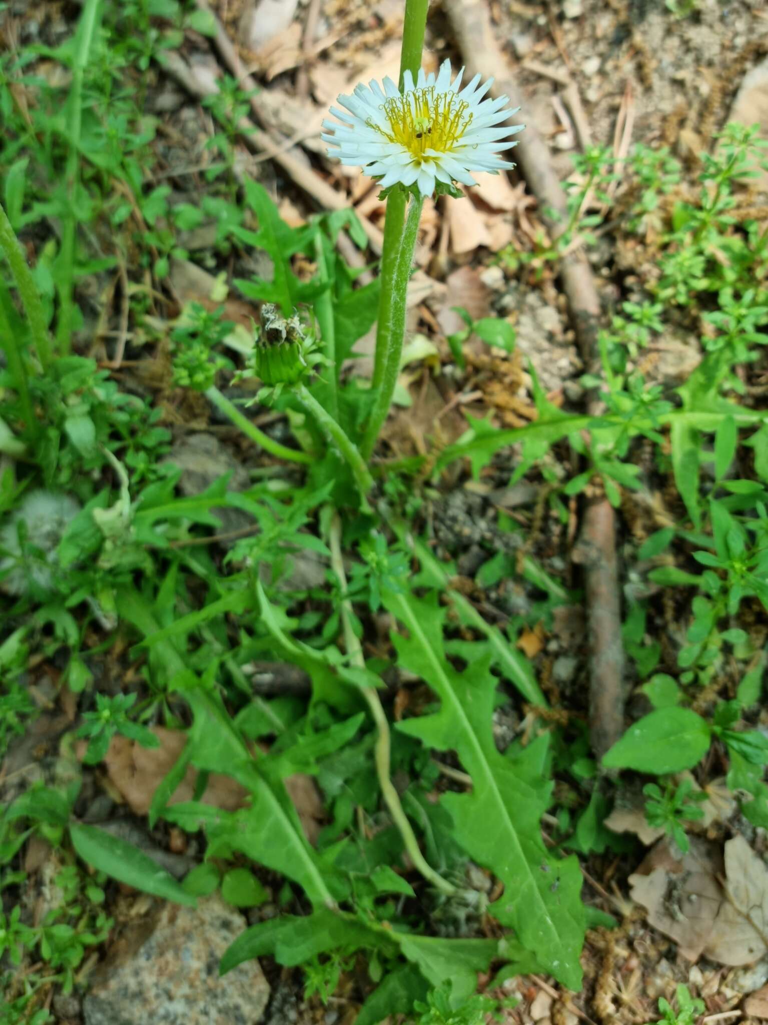 Taraxacum coreanum Nakai的圖片