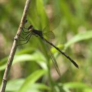 Image of Amber-winged Spreadwing