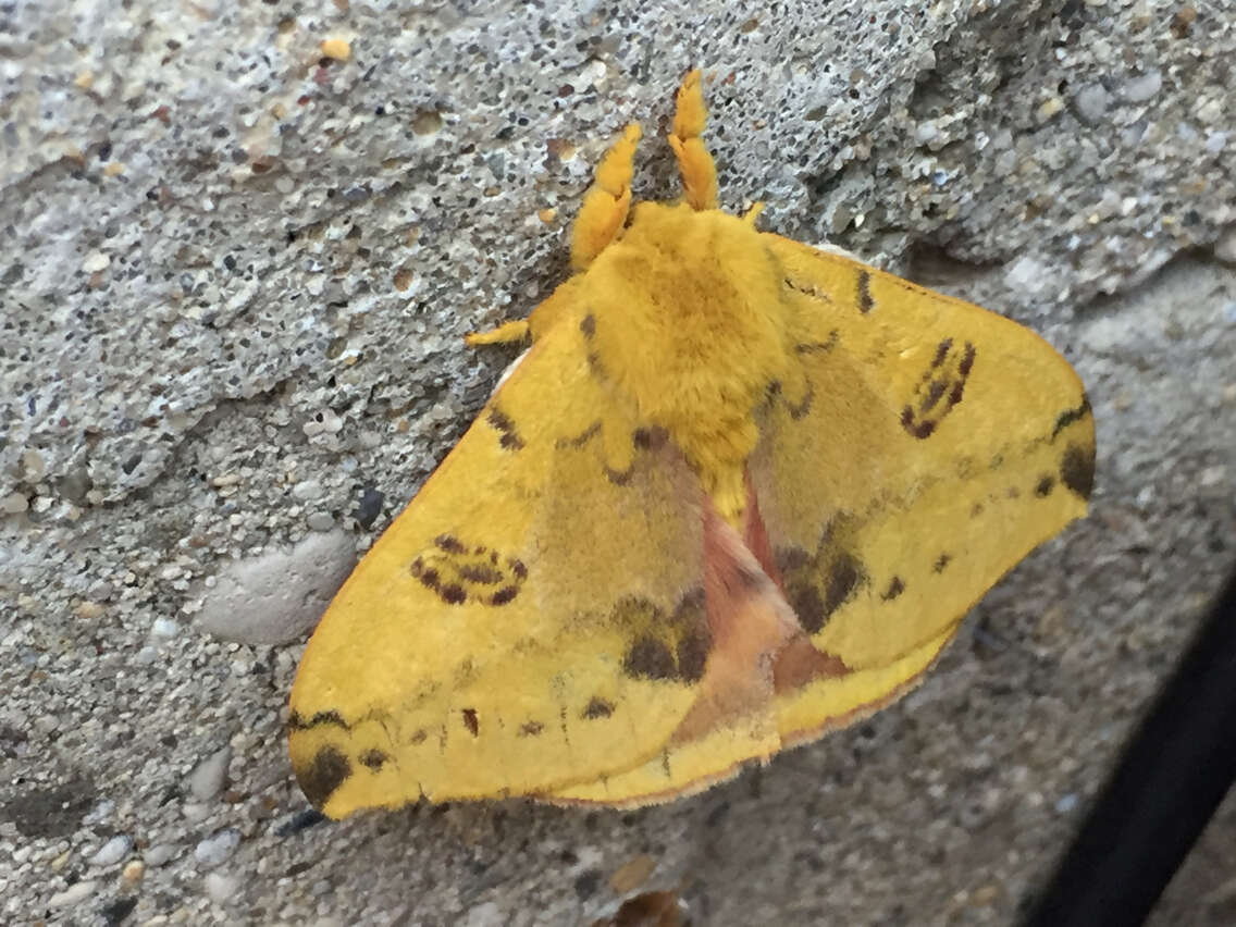 Image of Io Moth