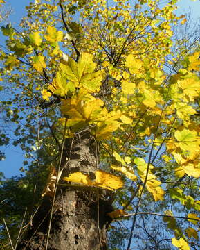 Imagem de Acer pseudoplatanus L.