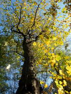 Imagem de Acer pseudoplatanus L.