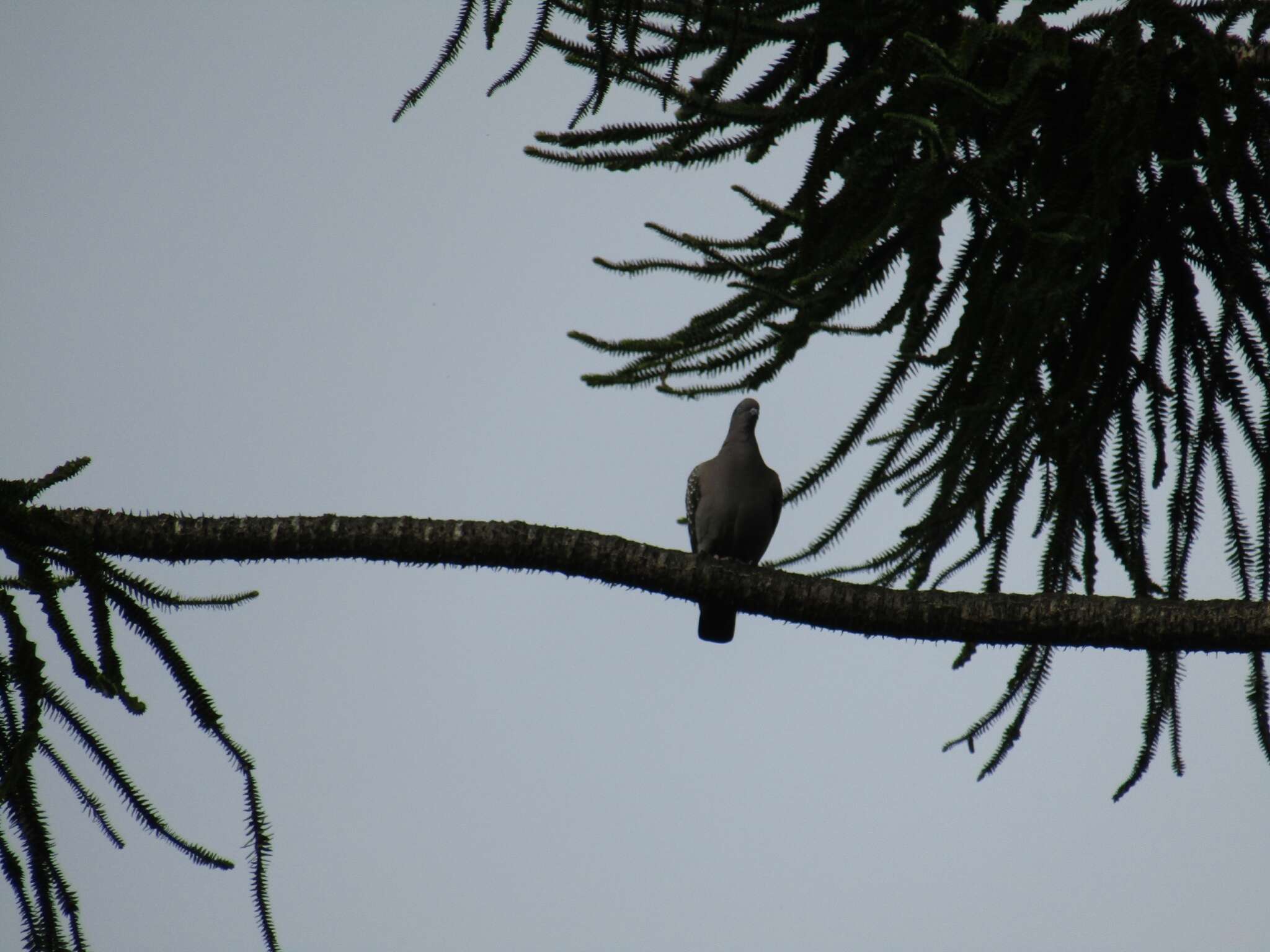 Image of Spot-winged Pigeon