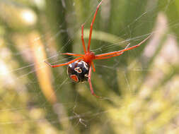 Latrodectus bishopi Kaston 1938的圖片