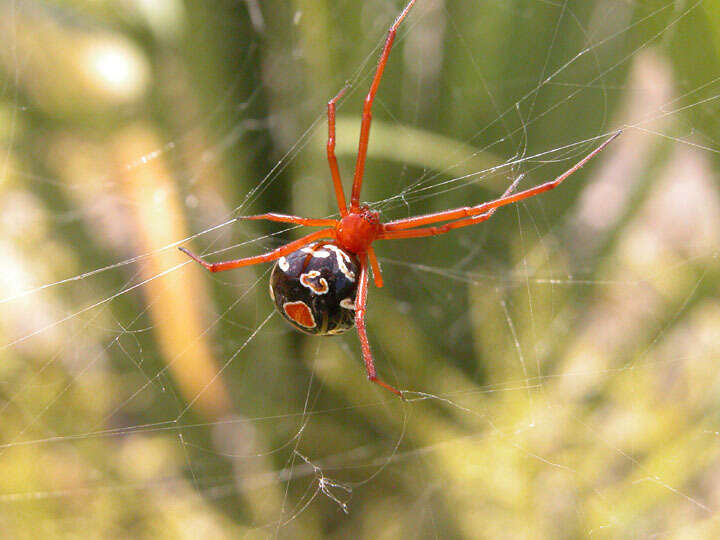 Latrodectus bishopi Kaston 1938的圖片