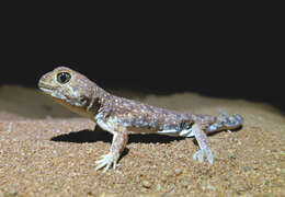 Image of Common Barking Gecko