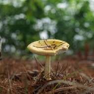 Image of Frost's amanita