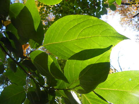 Image de Diospyros lotus L.