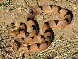 Image of Common Tiger Snake