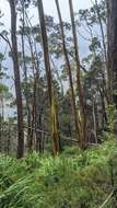 Image of Eucalyptus subcrenulata Maiden & Blakely