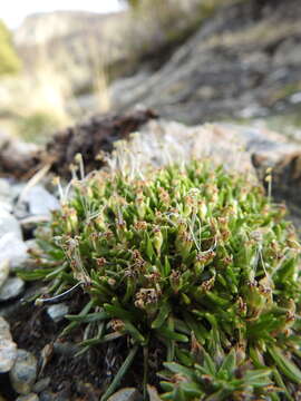 Image of Plantago araucana K. Rahn