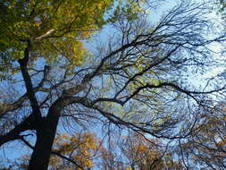 Image of Narrow-leafed Ash