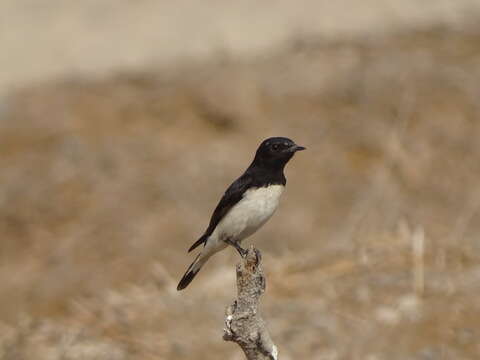 Image of Hume's Wheatear