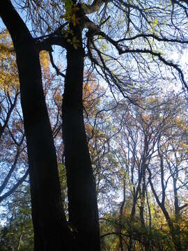 Image of Narrow-leafed Ash