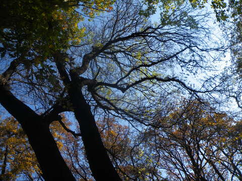 Image of Narrow-leafed Ash