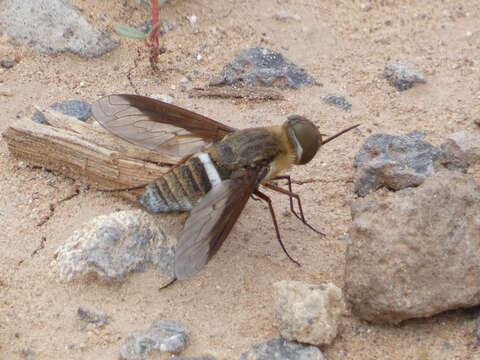 Imagem de Exoprosopa rostrifera Jaennicke 1867