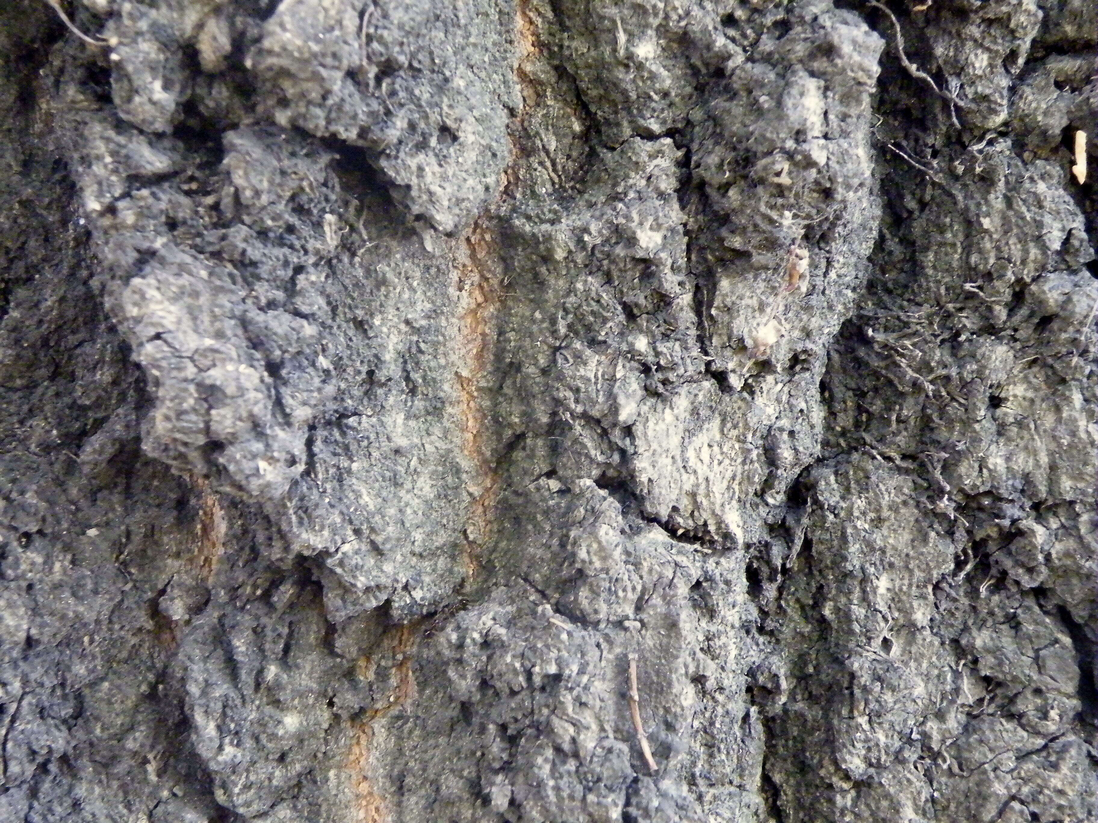 Image of Narrow-leafed Ash