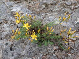 Image of Heath-leaved St. John's wort